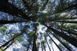 PEFC : la gestion durable de la forêt, une valeur primordiale pour l’entreprise