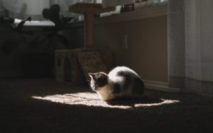 justin-docanto-soleil-unsplash Laissons entrer la lumière